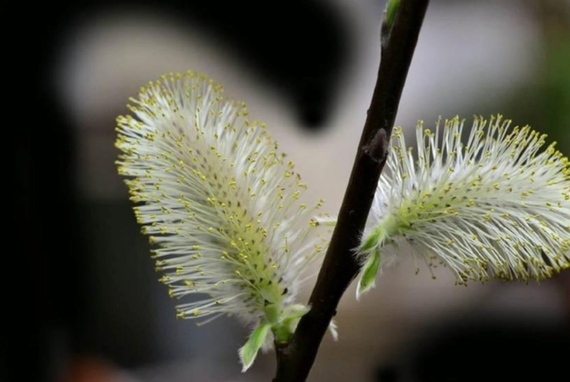 銀柳繁殖方法 銀柳繁殖方法