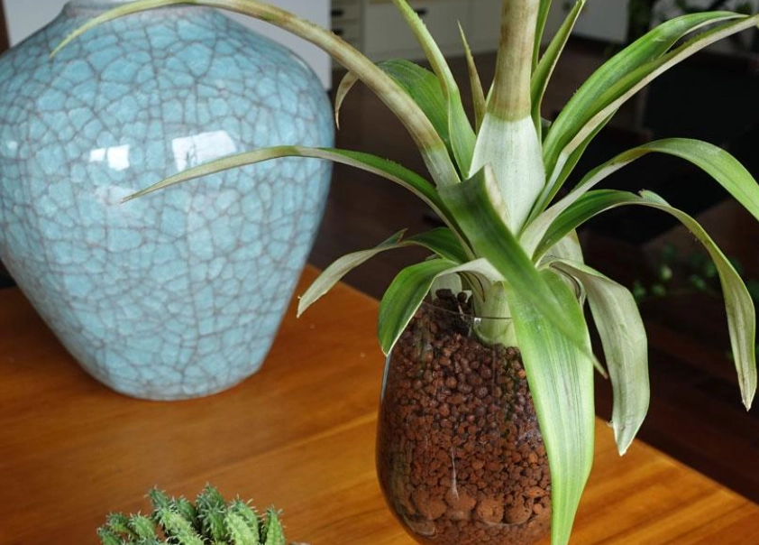 水耕栽培技巧 水耕栽培技巧