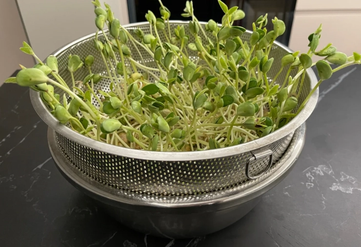 水耕黃豆優點 水耕黃豆優點