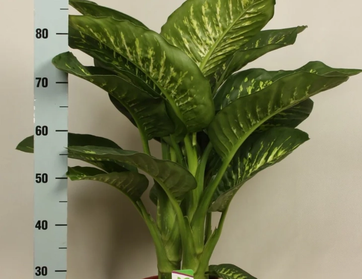 萬年青毒性症狀 萬年青毒性症狀