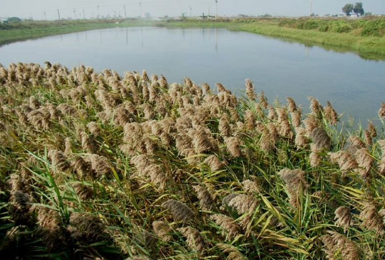 禾本科分類歷史 禾本科分類歷史