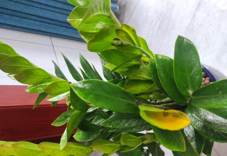 金錢樹修剪方法