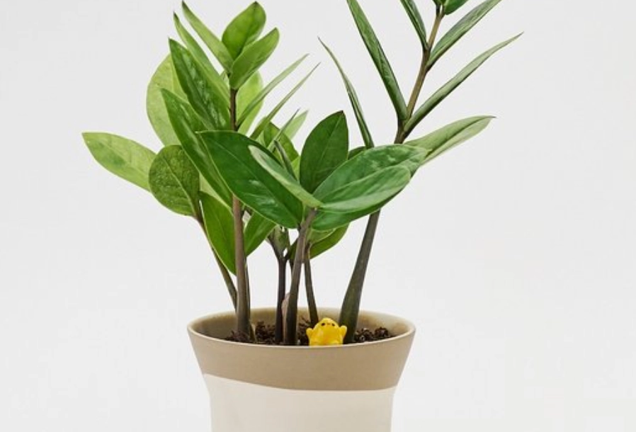 金錢樹養護 金錢樹養護