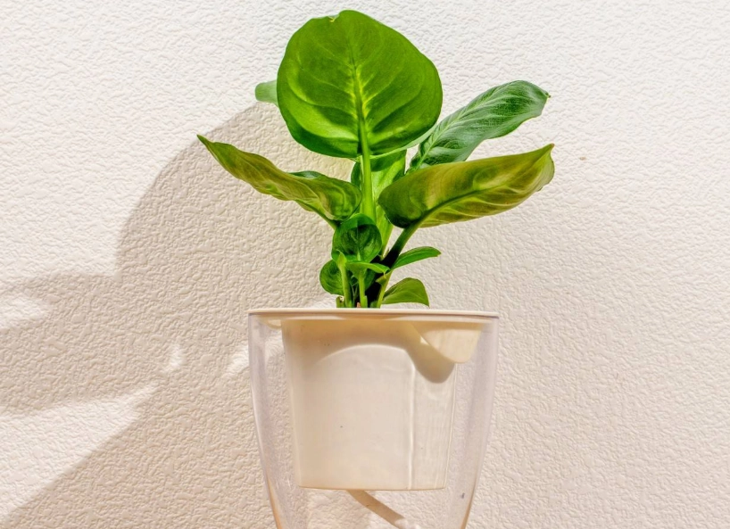 水耕系統 水耕系統