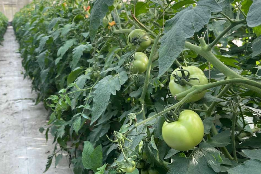 牛番茄種植方法