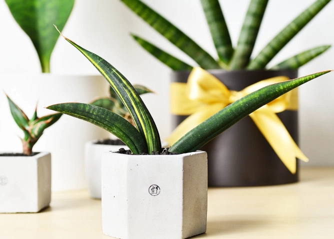 辦公室多肉植物