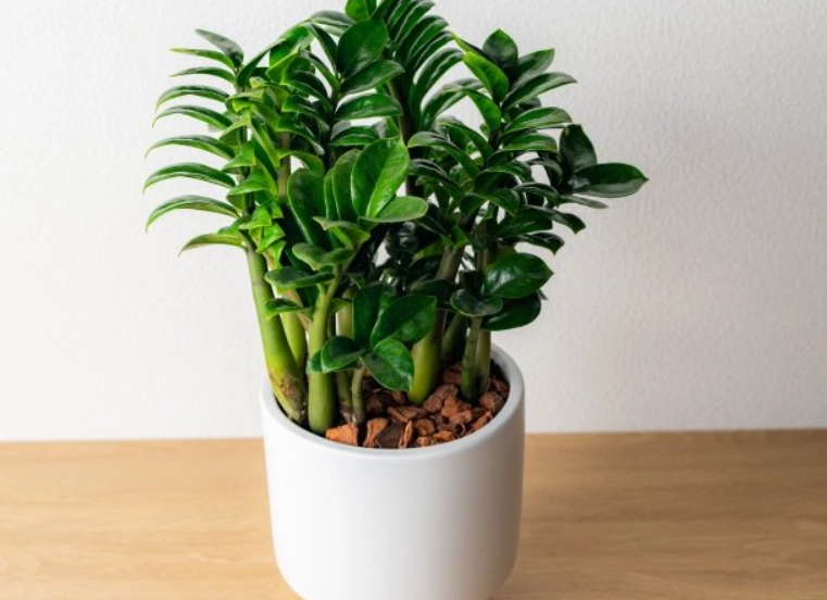 金錢樹照顧方法 金錢樹照顧方法