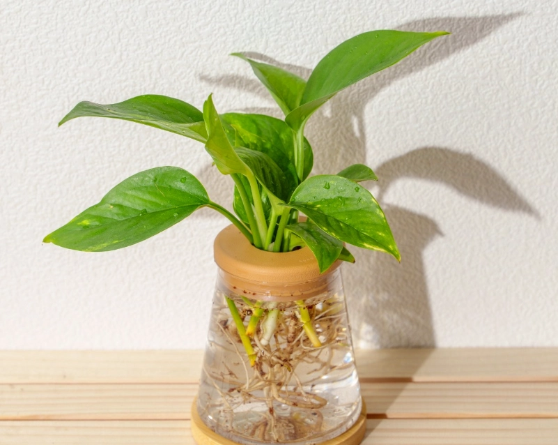 黃金葛對寵物有害嗎