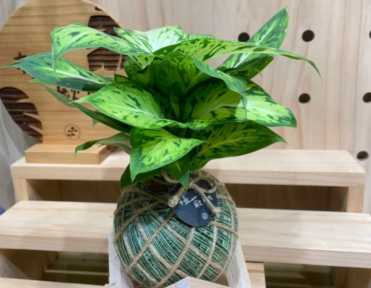 黛粉葉養護方法 黛粉葉養護方法