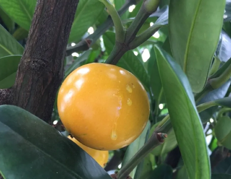 福木果實中毒症狀