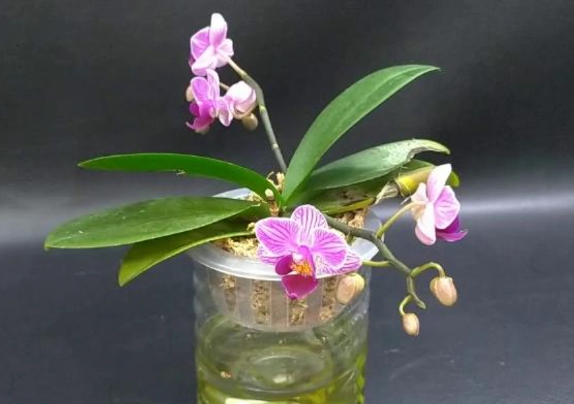 水耕蘭花肥料 水耕蘭花肥料