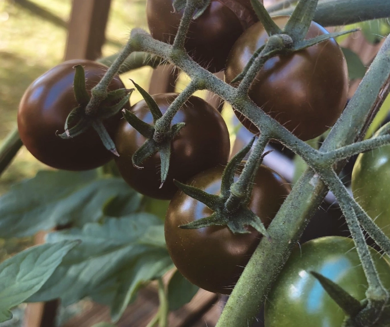 番茄種植技巧 番茄種植技巧