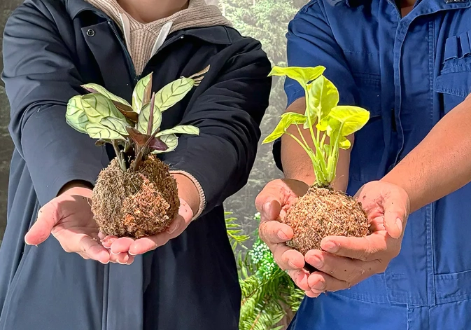 苔球復活 苔球復活