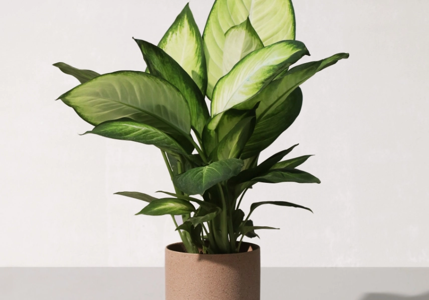 萬年青毒性症狀 萬年青毒性症狀