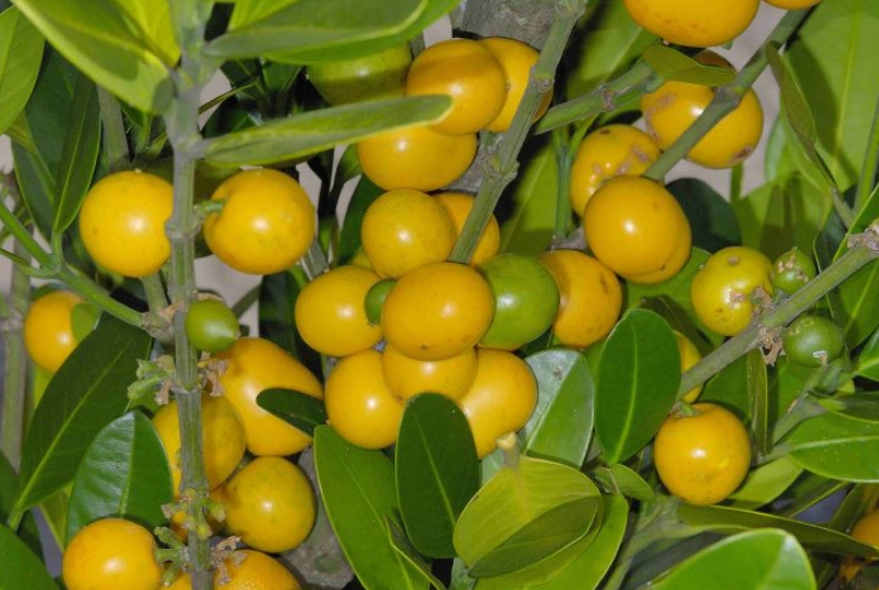 福木果實食用方法