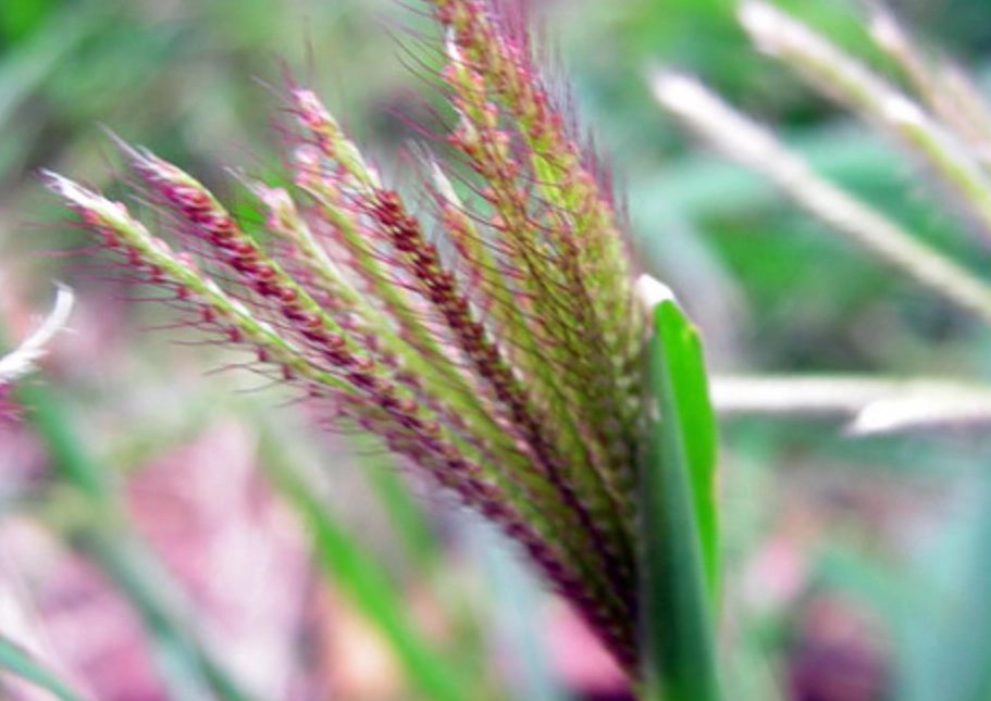 禾本科分類歷史 禾本科分類歷史