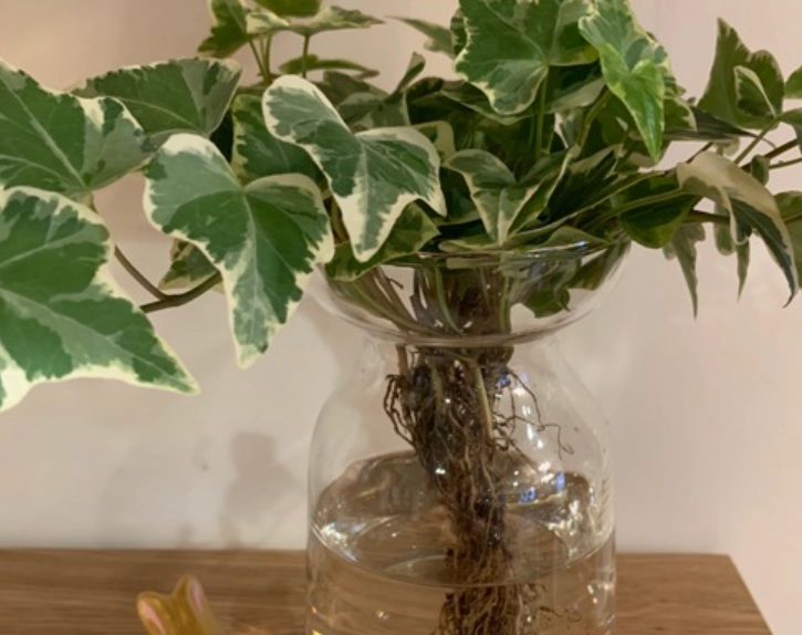 斑葉常春藤栽培技巧