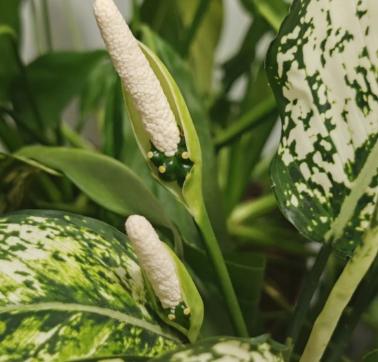 萬年青開花原因 萬年青開花原因
