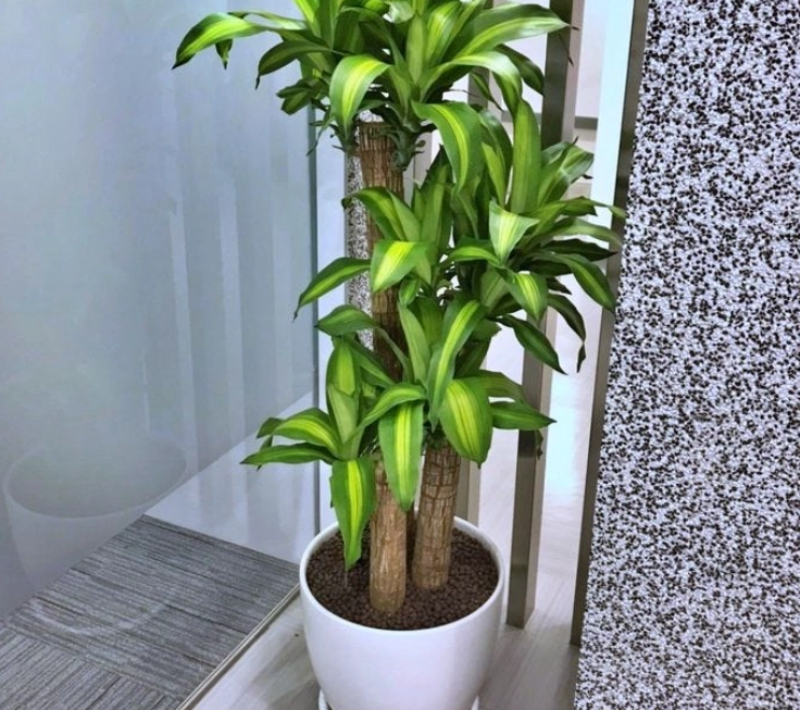 低光照室內植物 低光照室內植物