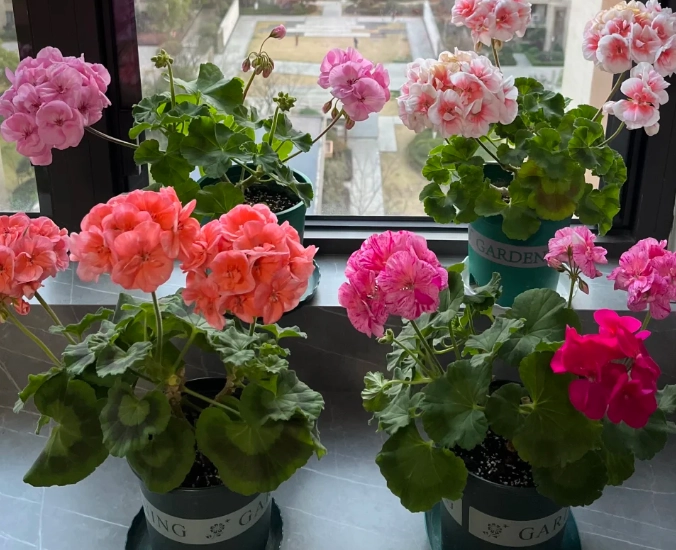 天竺葵病蟲害防治