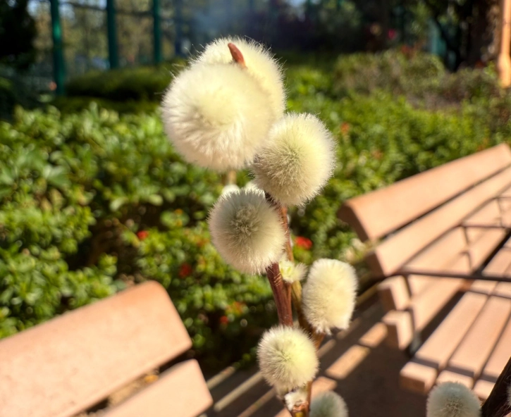 銀柳繁殖方法 銀柳繁殖方法