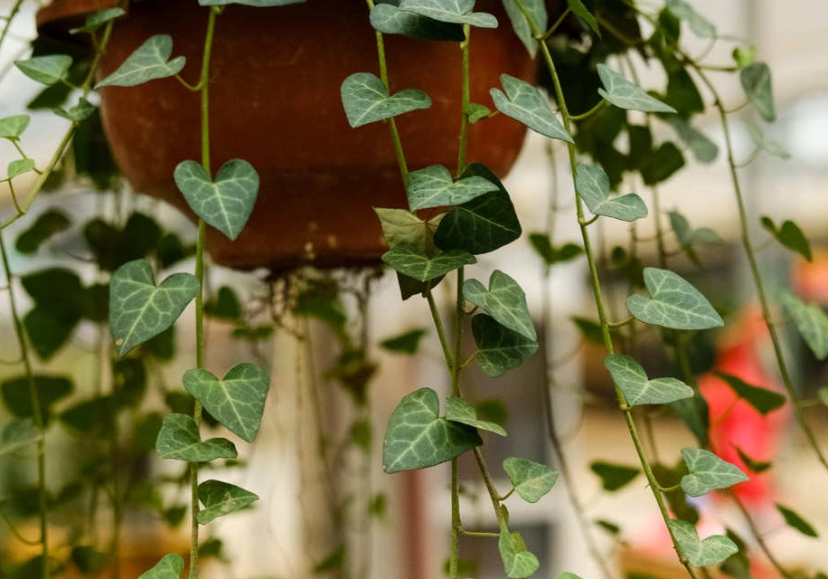 常春藤種植方法