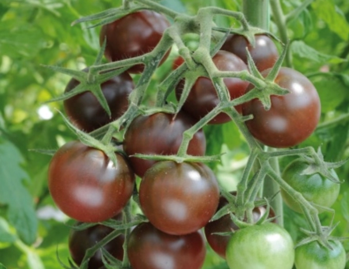 巧克力番茄種植方法 巧克力番茄種植方法
