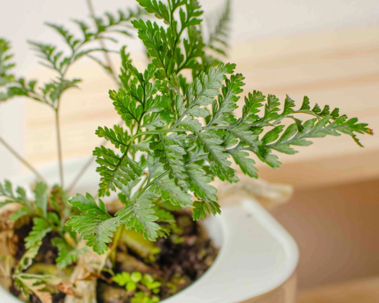 兔腳蕨分株方法 兔腳蕨分株方法