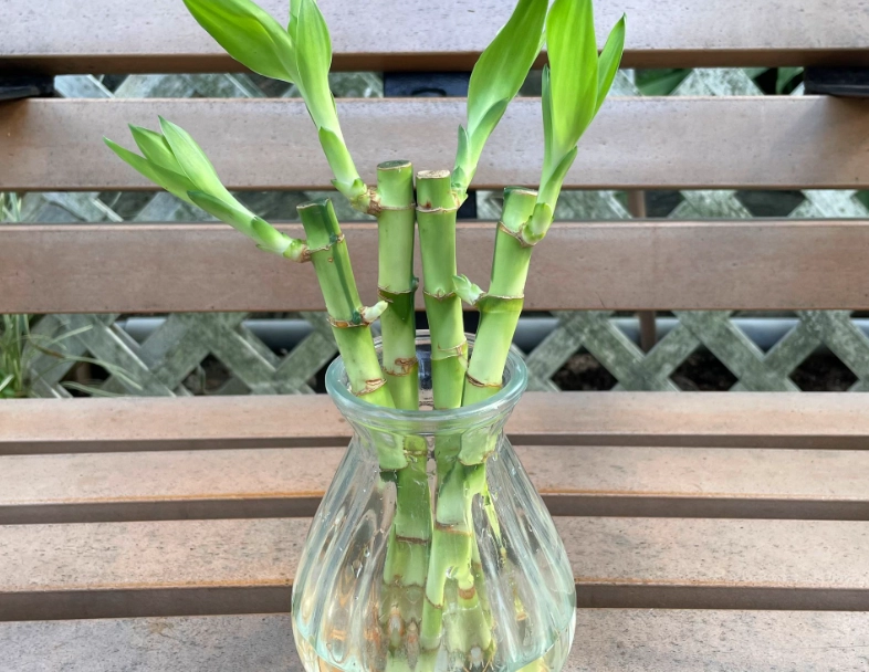 富貴竹毒性 富貴竹毒性