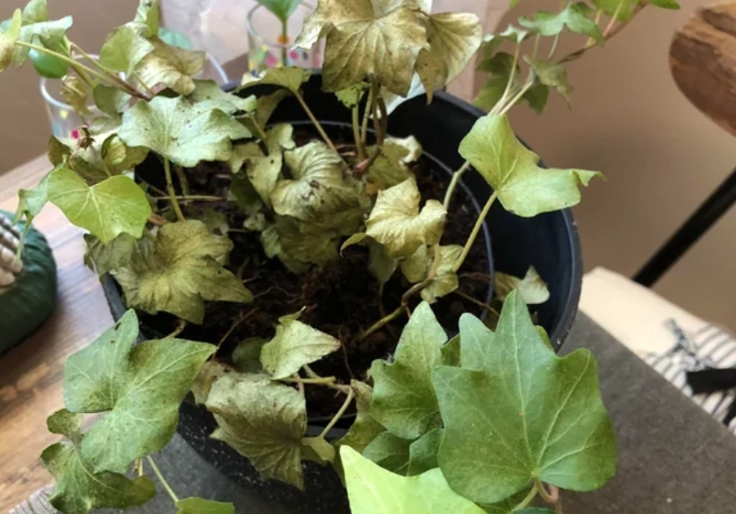 常春藤急救方法