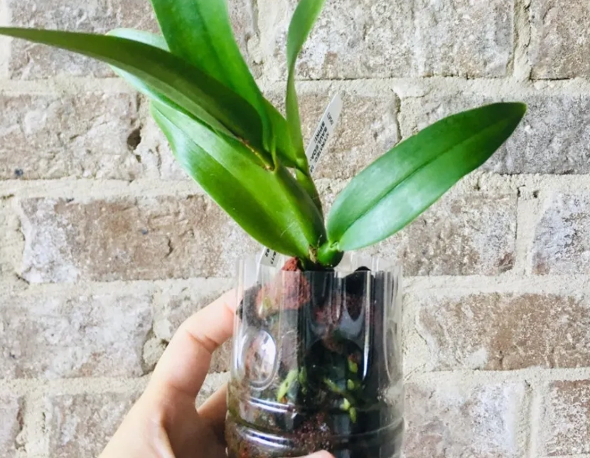 水耕蘭花肥料 水耕蘭花肥料