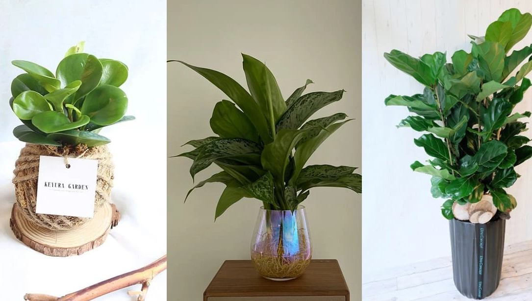 花盆材質比較 花盆材質比較