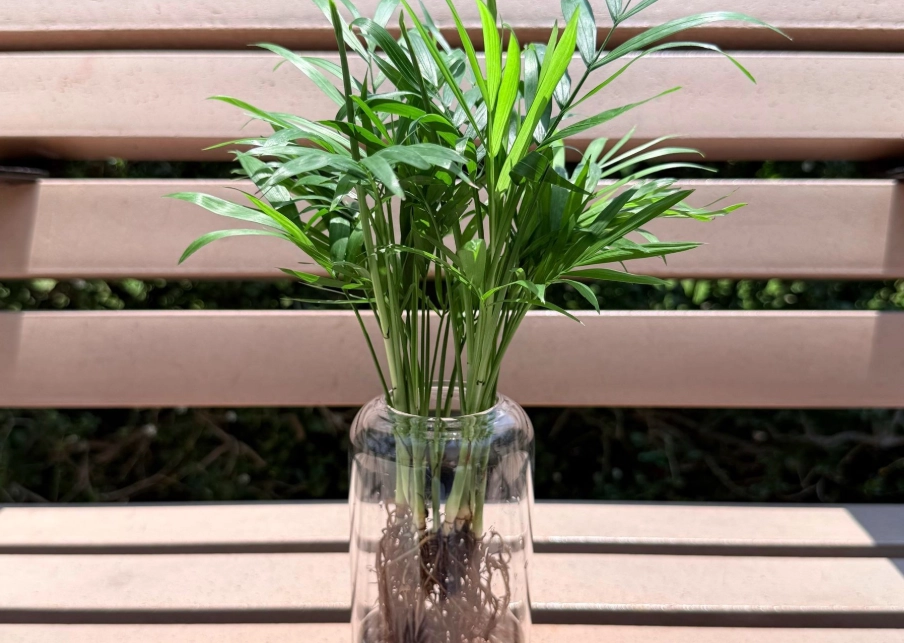 耐陰植物推薦 耐陰植物推薦