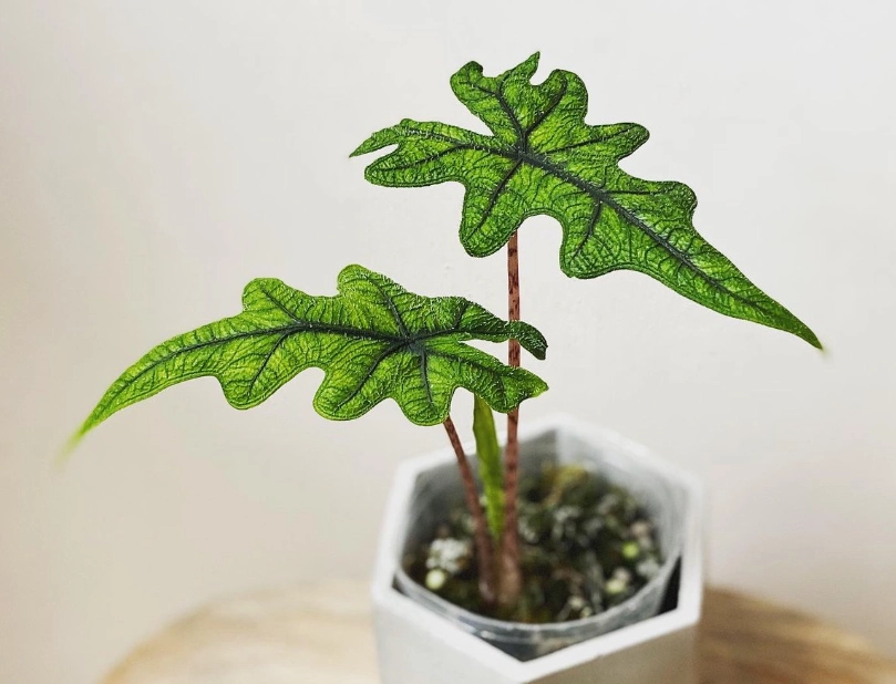 觀音蓮 品種介紹 觀音蓮 品種介紹