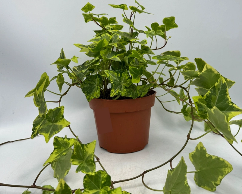 陽台綠化常春藤