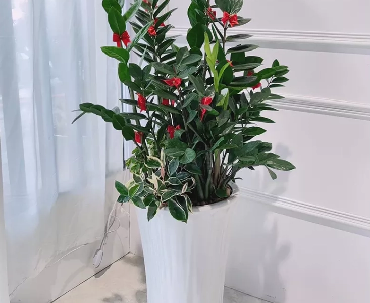 落地金錢樹照顧