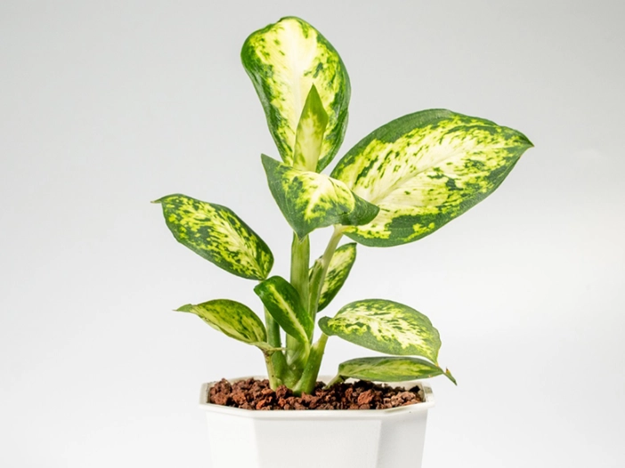 萬年青毒性症狀 萬年青毒性症狀