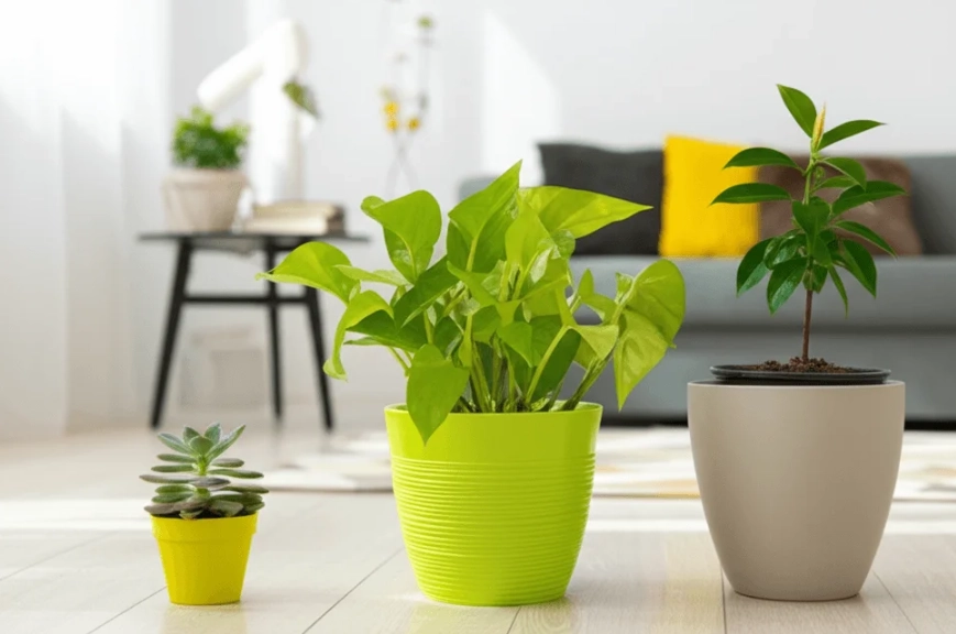 如何選擇花盆 如何選擇花盆