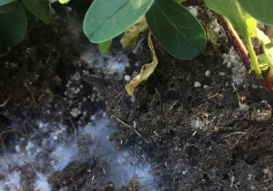 植物霉菌處理 植物霉菌處理