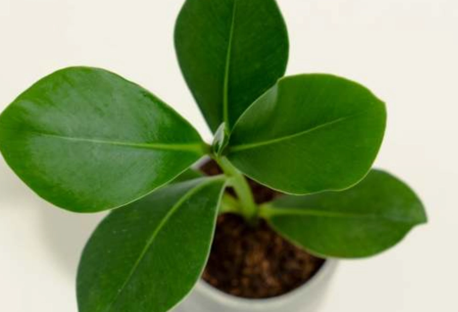 書帶木繁殖方法