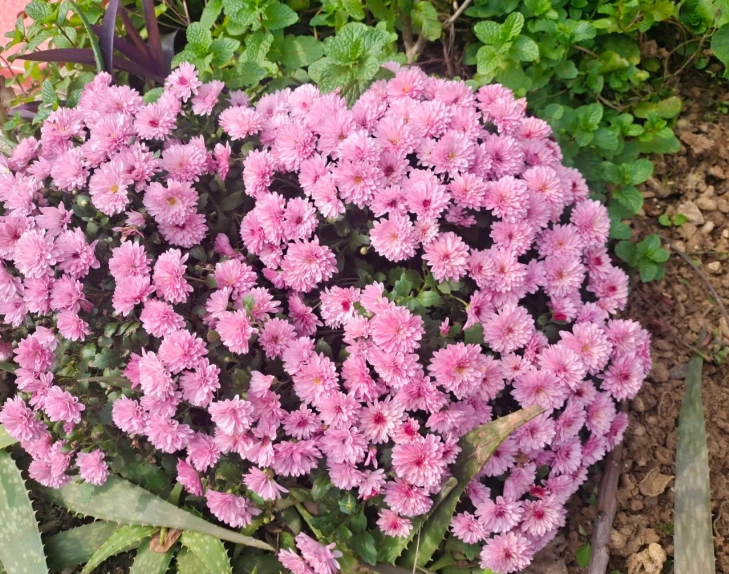 菊花種植季節 菊花種植季節