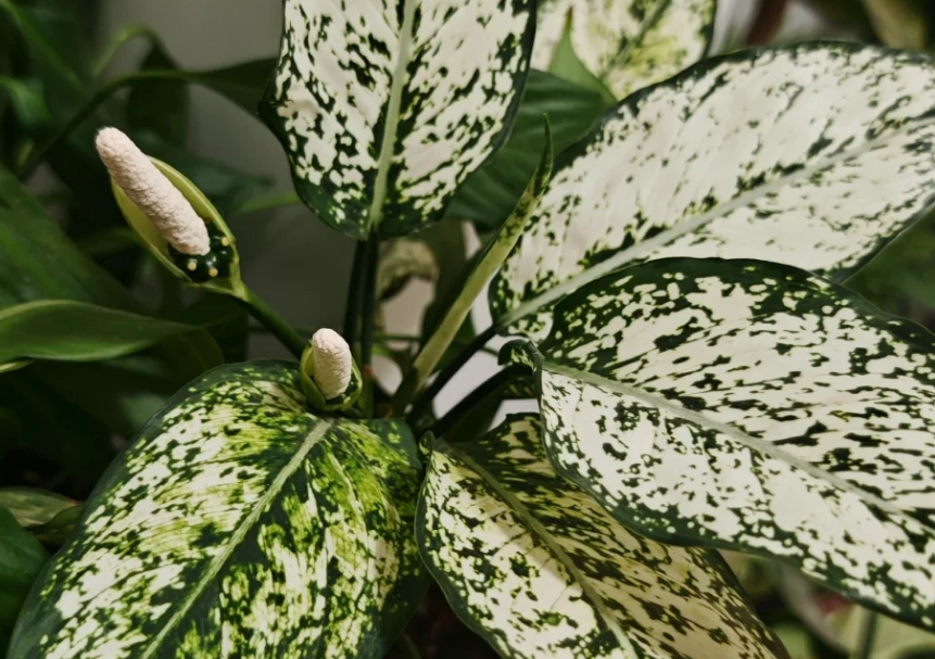 Dieffenbachia開花護理 Dieffenbachia開花護理