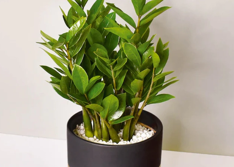 辦公室植物風水 辦公室植物風水