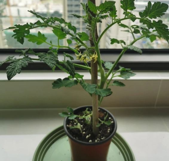 巧克力番茄栽培 巧克力番茄栽培