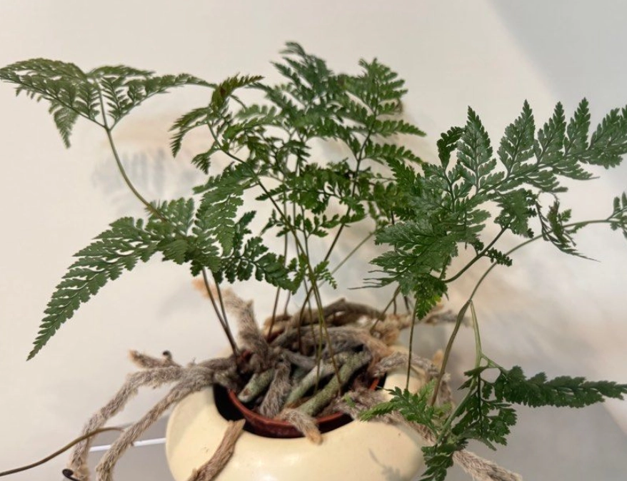 室內植物佈置 室內植物佈置