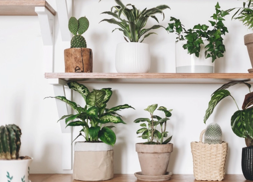 如何選擇花盆 如何選擇花盆