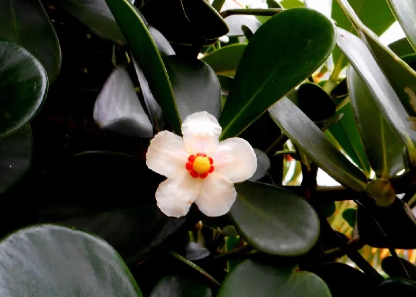 書帶木繁殖方法