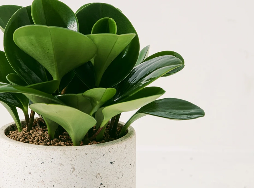 金錢樹澆水頻率 金錢樹澆水頻率