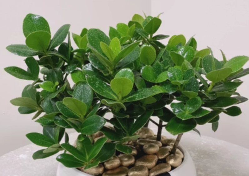 金錢樹養護 金錢樹養護