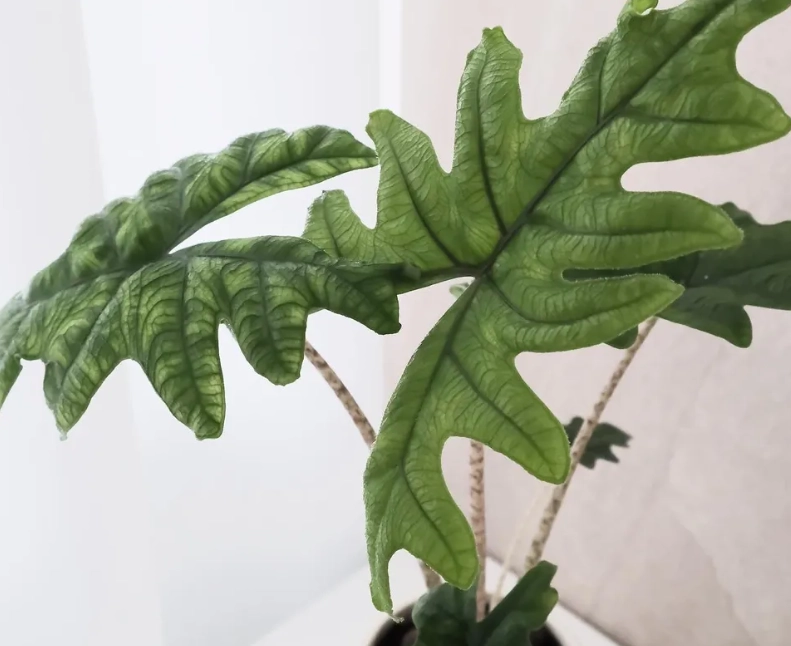 觀音蓮 品種介紹 觀音蓮 品種介紹